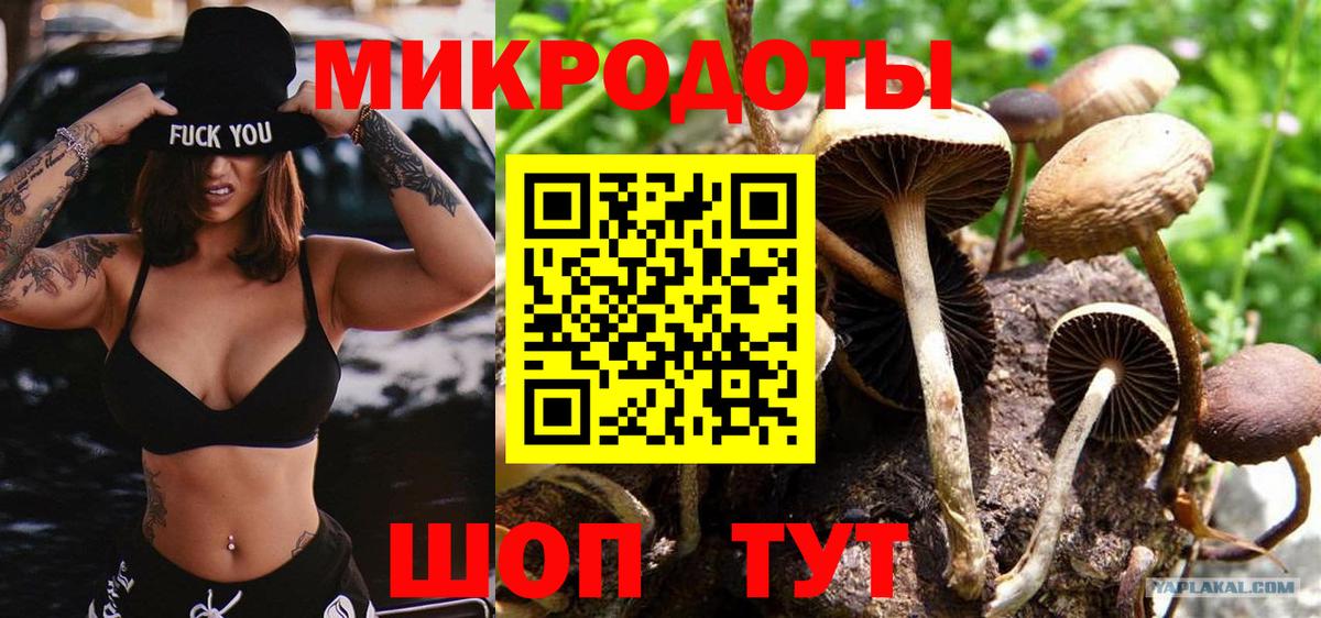 Галлюциногенные грибы Psilocybe Карасук