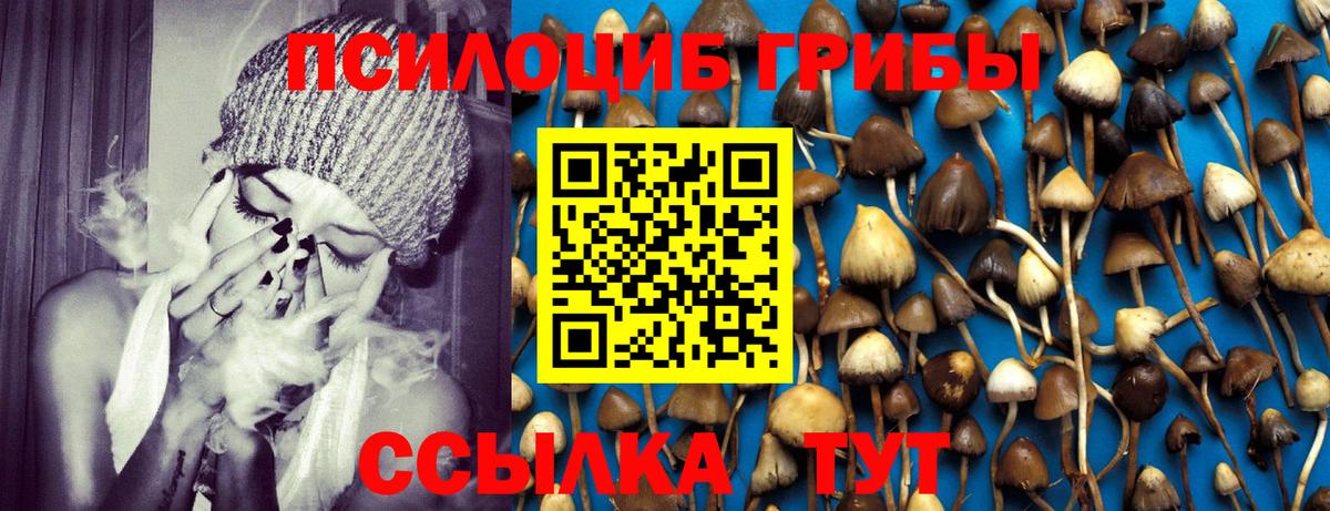 как найти   Вход с VPN  Карасук  Псилоцибиновые грибы прущие грибы 